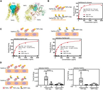 The crosstalk between neuropilin-1 and tumor necrosis factor-α in endothelial cells